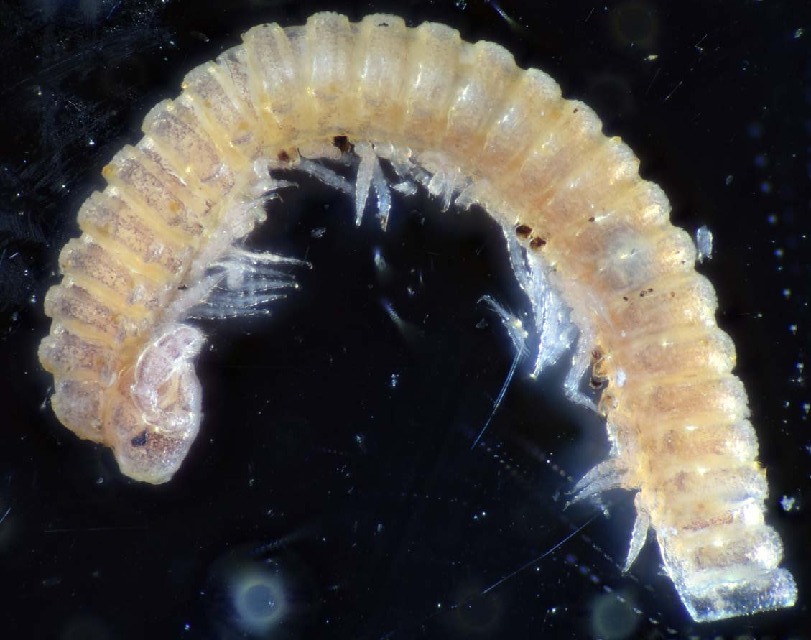 Представитель Семейства Chamaesomatidae